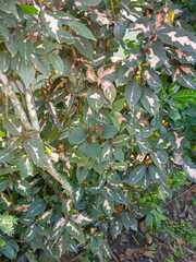 Graptophyllum pictum image