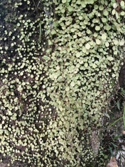 Peperomia rotundifolia image