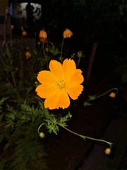 Cosmos sulphureus image