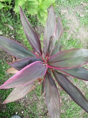 Cordyline fruticosa image