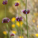 Salvia columbariae columbariae - Photo (c) Chris McCreedy, todos los derechos reservados, subido por Chris McCreedy