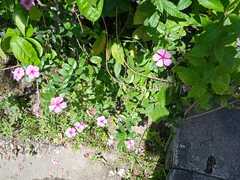 Catharanthus roseus image