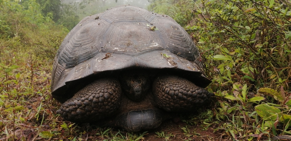 Galápagos Giant Tortoise from Santa Rosa, Ecuador on November 22, 2022 ...