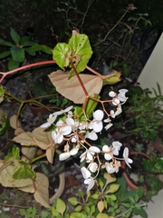 Begonia cucullata image