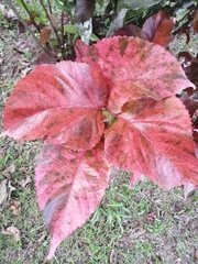 Acalypha wilkesiana image