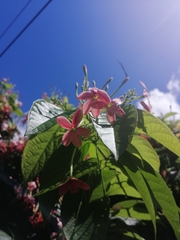 Combretum indicum image