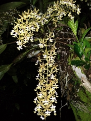 Epidendrum stamfordianum image