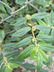 Euphorbia hirta image