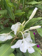 Hedychium coronarium image