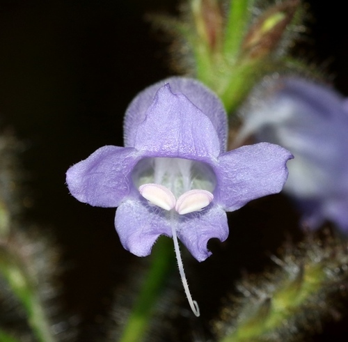Strobilanthes nigrescens