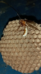 Apoica pallens image