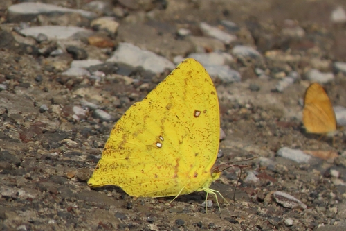 Phoebis neocypris (Hübner, 1823)