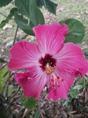 Hibiscus rosa-sinensis image