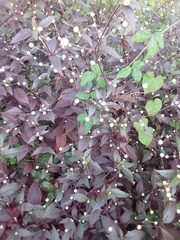 Alternanthera brasiliana image