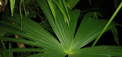 Carludovica palmata image