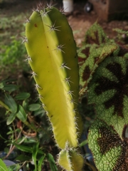 Acanthocereus tetragonus image