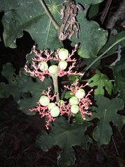 Jatropha podagrica image