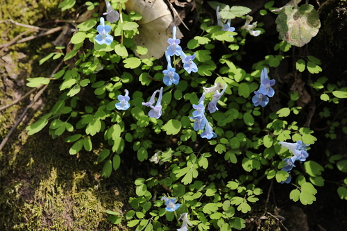 Corydalis caudata