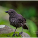 Bornean Whistling-Thrush - Photo (c) Chen Gim Choon, all rights reserved, uploaded by Chen Gim Choon