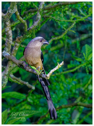 Bornean Treepie