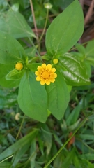 Melampodium divaricatum image