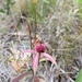 Carousel Spider Orchid - Photo (c) Karl Lee, all rights reserved, uploaded by Karl Lee