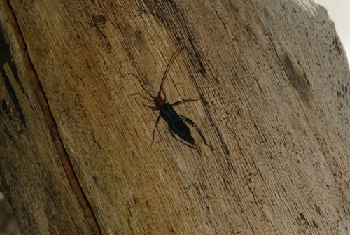 Zarina semicyanea