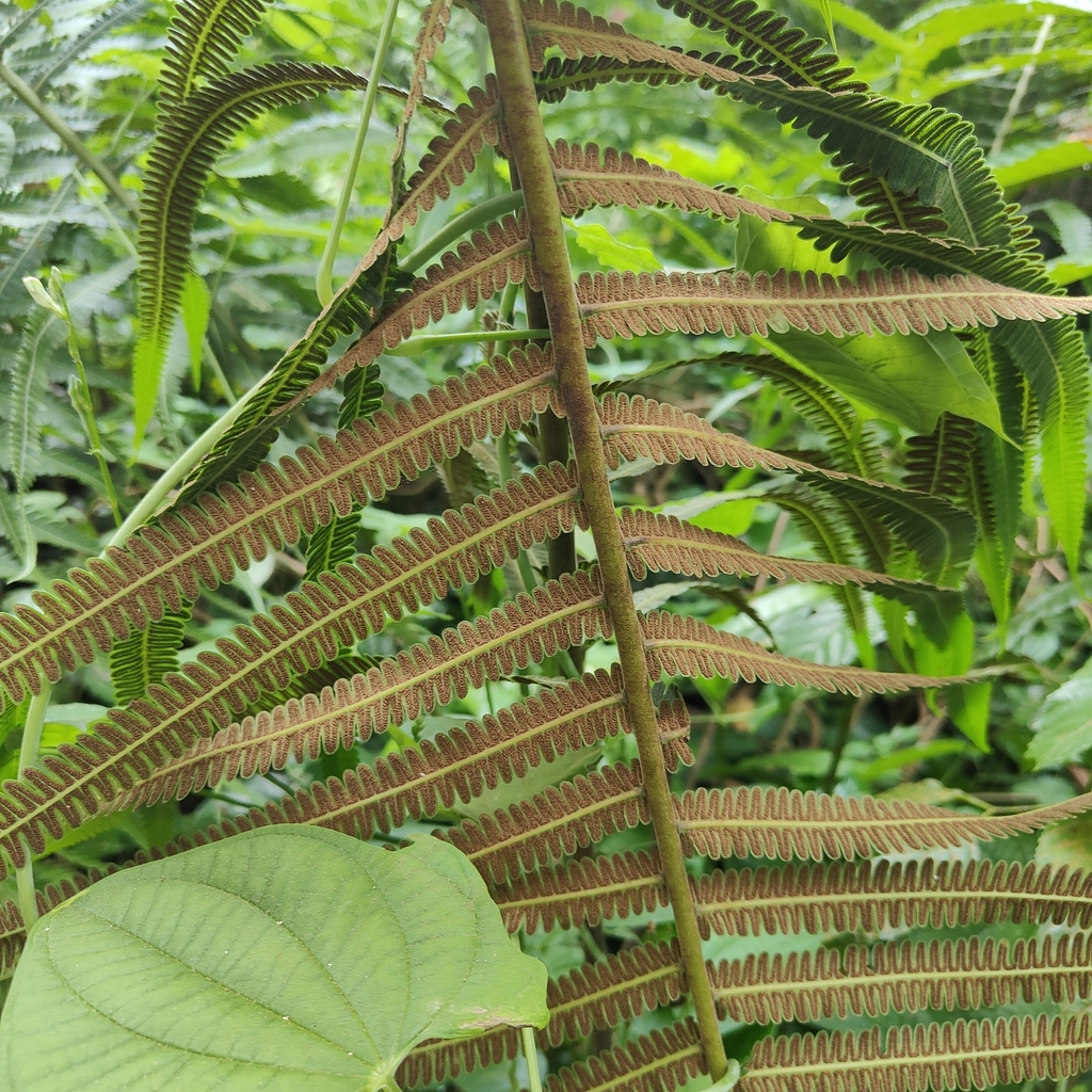 Sphaerostephanos polycarpos (Sphaerostephanos polycarpos)