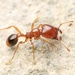 盲切葉蟻屬 - Photo 由 二班的螺蛳粉 所上傳的 (c) 二班的螺蛳粉，保留所有權利