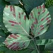 Aceria nervisequa - Photo (c) Leonard Worthington, todos los derechos reservados, subido por Leonard Worthington