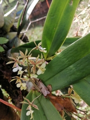 Epidendrum stamfordianum image