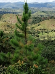 Pinus caribaea image