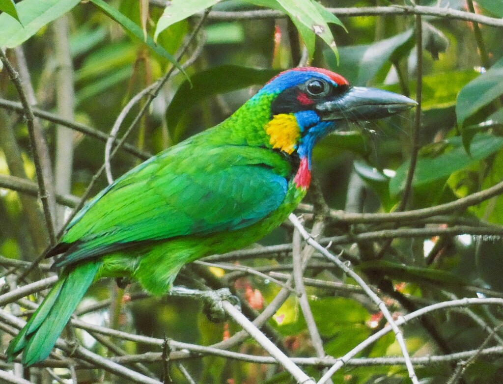 Red-crowned Barbet (Psilopogon rafflesii) photo