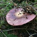 Russula violacea - Photo (c) benjaminpsalmon, all rights reserved