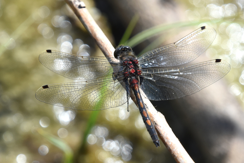 Leucorrhinia intermedia