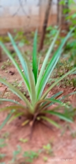 Ananas comosus image