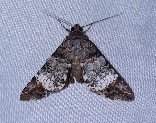 Coenipeta capensis · iNaturalist United Kingdom