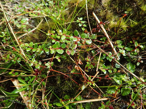 Creeping Raspwort (Haloragis micrantha) · iNaturalist United Kingdom