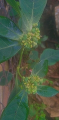 Euphorbia heterophylla image