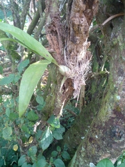 Catasetum maculatum image