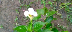 Asystasia gangetica image