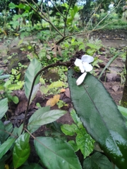 Strobilanthes reptans image