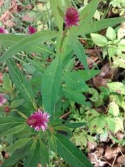 Celosia argentea image