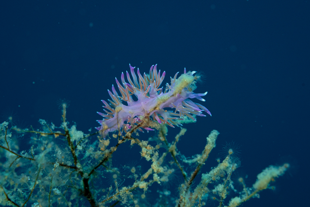 Flabellina Nudibranch