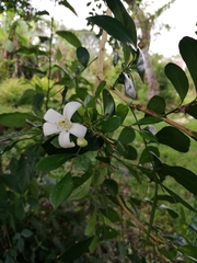 Murraya paniculata image