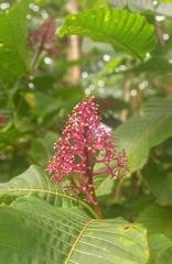 Palicourea guianensis image