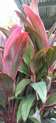 Cordyline fruticosa image