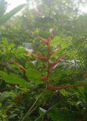 Heliconia latispatha image