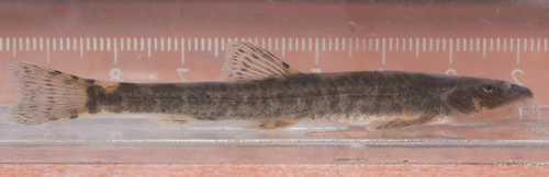 Triplophysa stolickai · iNaturalist