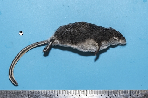 Elegant Water Shrew (Nectogale elegans) — Least Concern Mammalia